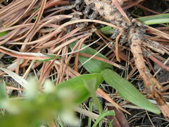 Platanthera dilatata