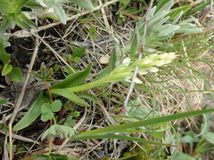 Platanthera dilatata