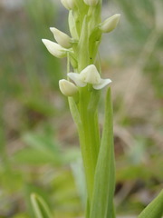 Platanthera dilatata