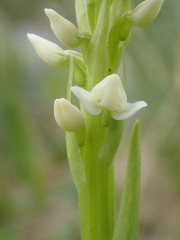 Platanthera dilatata