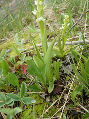 Platanthera dilatata