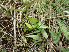 Platanthera dilatata