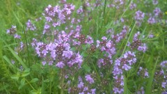 Thymus serpyllum