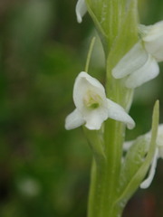 Platanthera dilatata