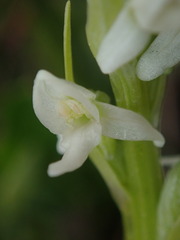 Platanthera dilatata