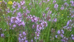 Thymus serpyllum