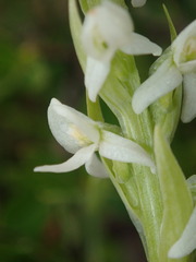 Platanthera dilatata