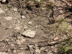 Celastrina echo nigrescens
