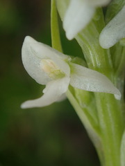 Platanthera dilatata
