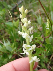Platanthera dilatata