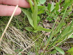 Platanthera dilatata