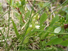 Platanthera dilatata