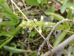 Platanthera dilatata