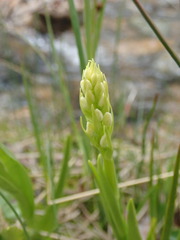 Platanthera dilatata