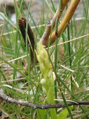 Platanthera dilatata
