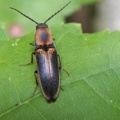 Megapenthes limbalis