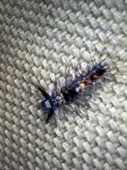 Orgyia pseudotsugata