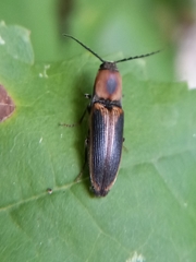 Megapenthes limbalis