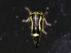Ophiderma flava