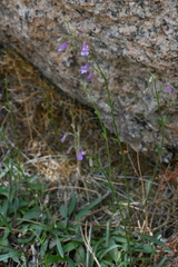 Penstemon griffinii