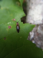 Megapenthes limbalis