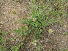 Oxytropis oxyphylla