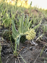 Asclepias lanuginosa