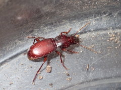 Pterostichus miscellus