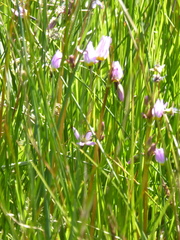 Primula tetrandra