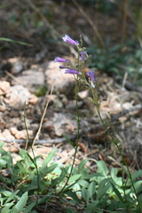 Penstemon griffinii