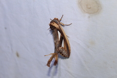 Tarsolepis remicauda