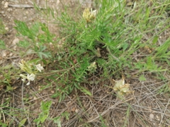 Oxytropis oxyphylla
