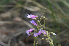 Penstemon griffinii