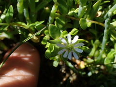 Stellaria humifusa