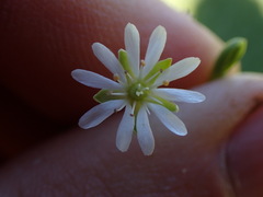 Stellaria humifusa