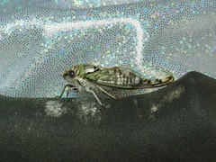 Diceroprocta texana