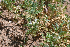 Astragalus sparsiflorus