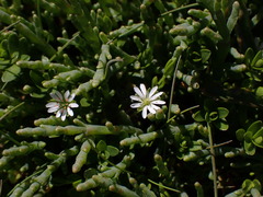 Stellaria humifusa