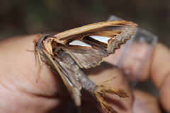 Tarsolepis remicauda