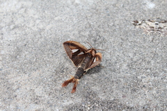 Tarsolepis remicauda