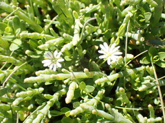 Stellaria humifusa
