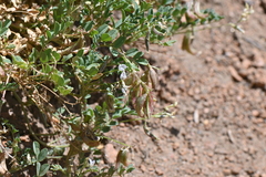 Astragalus sparsiflorus