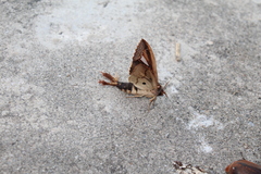 Tarsolepis remicauda