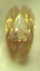 Ptenidium pusillum