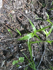 Anticlea occidentalis