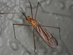 Nephrotoma suturalis