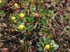 Acmispon wrangelianus