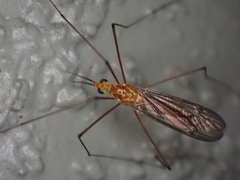 Nephrotoma suturalis