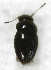 Ptenidium pusillum