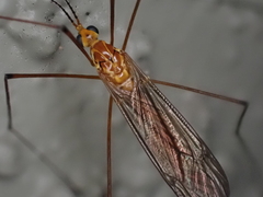 Nephrotoma suturalis